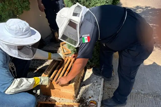 Capacitan a bomberos en la apicultura