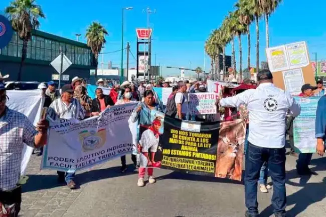 Vuelven a manifestarse galleros contra Ley de Protección y Bienestar Animal
