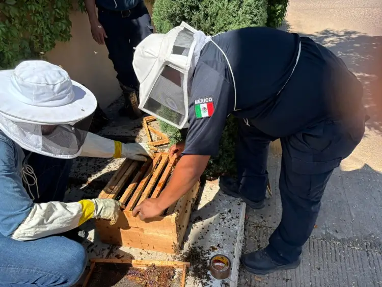 Capacitan a bomberos en la apicultura