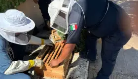 Capacitan a bomberos en la apicultura