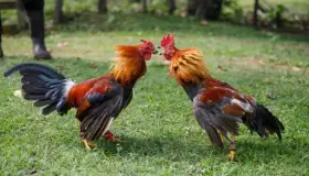 Modificación a Ley de Bienestar y Protección Animal es una tregua :Fermín Trujillo