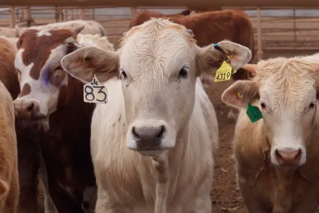 Reabren cruce fronterizo de ganado