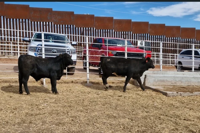 Ganado cruza por Nogales
