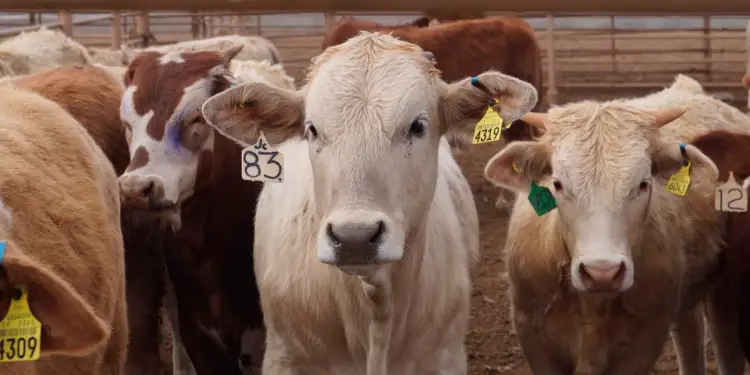 Reabren cruce fronterizo de ganado