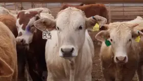 Reabren cruce fronterizo de ganado