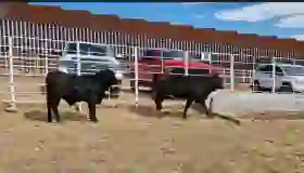 Ganado cruza por Nogales
