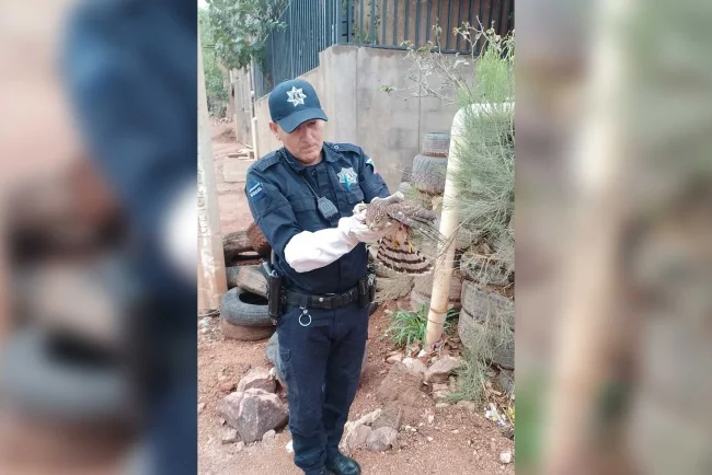 Rescatan halcón con ala rota