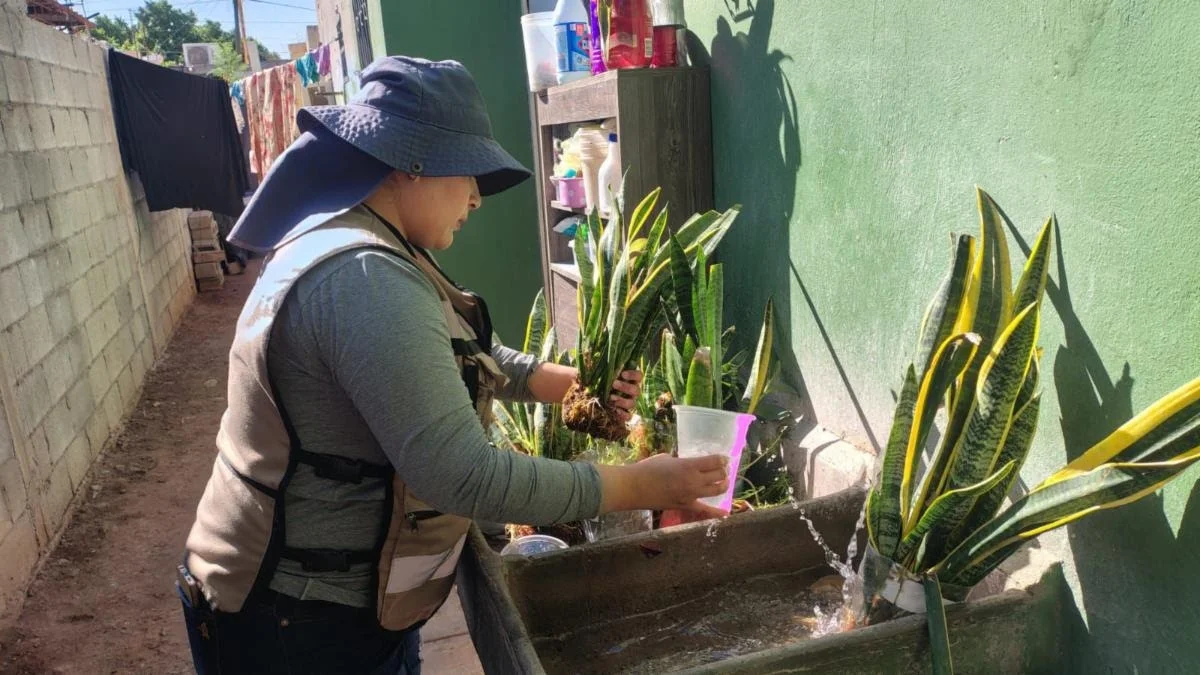 Salud Sonora fumiga contra el dengue