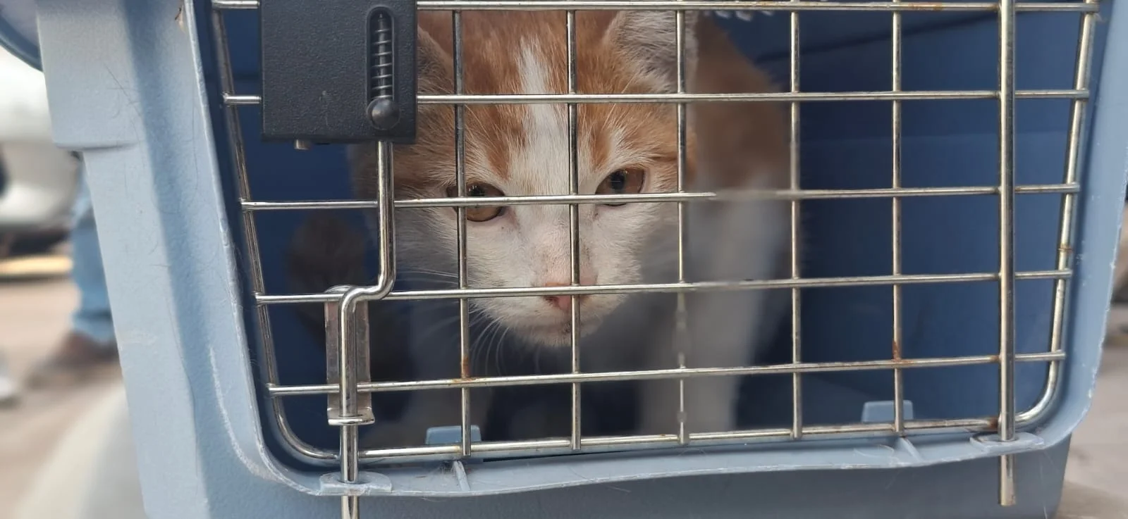 Realizan jornada de esterilización en la colonia Municipal