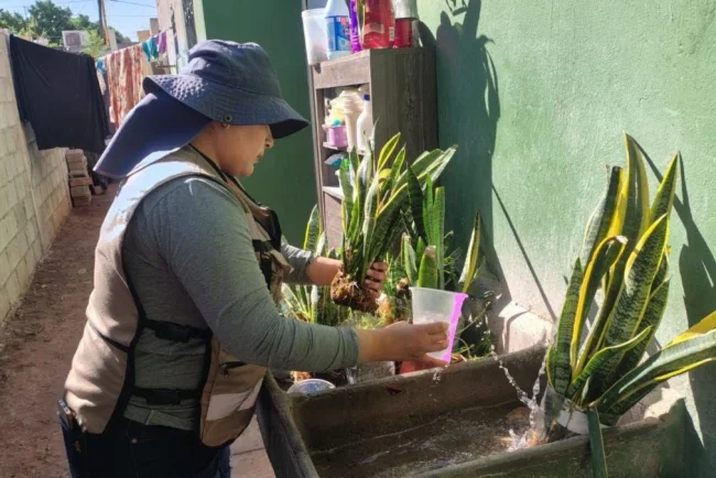 Salud Sonora fumiga contra el dengue