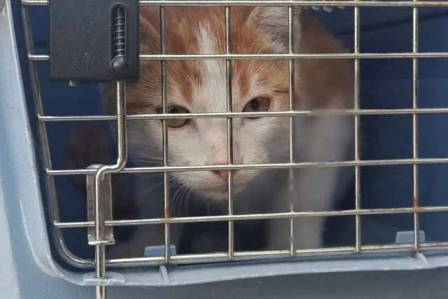 Realizan jornada de esterilización en la colonia Municipal