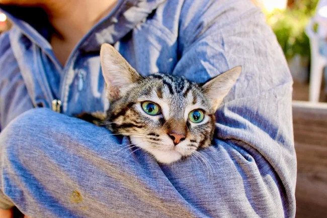 Centro de Bienestar Animal esteriliza y vacuna a casi 30 perros y gatos en Los Tápiros