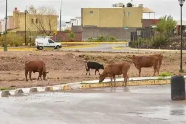Vacas irrumpen en vivienda de Bellavista; familia logra expulsarlas