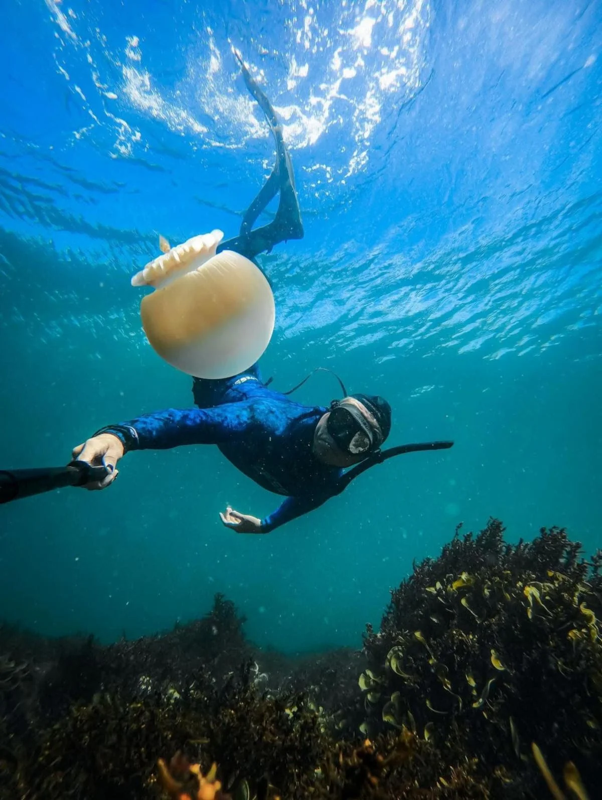 Sonora consolida su primer Sistema Arrecifal Artificial: ya habitan más de 9 mil peces