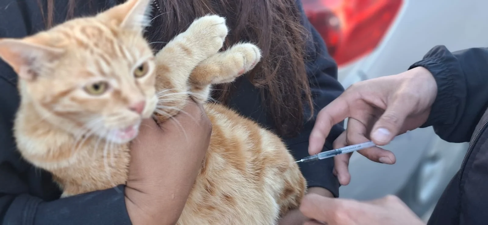 Concluyen las jornadas de esterilización en las colonias