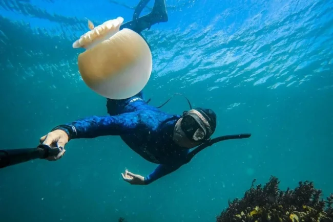 Sonora consolida su primer Sistema Arrecifal Artificial: ya habitan más de 9 mil peces