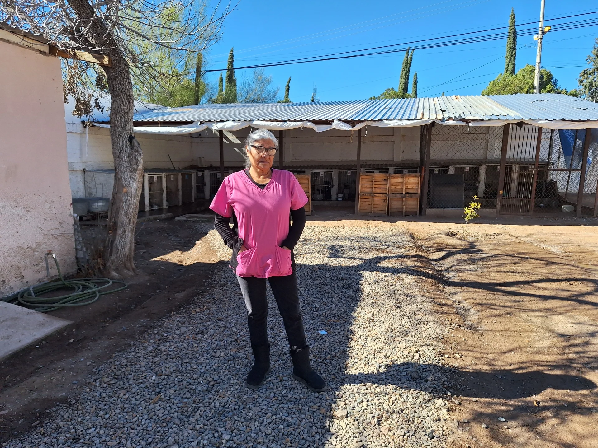 Crece riesgo por jaurías de perros callejeros en distintos sectores de la ciudad