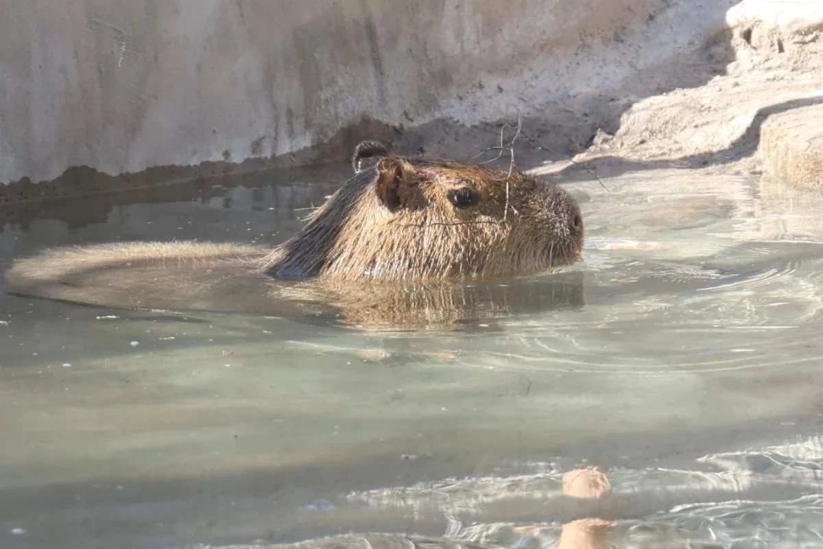 Nuevo inquilino del Centro Ecológico de Sonora roba miradas y multitudes