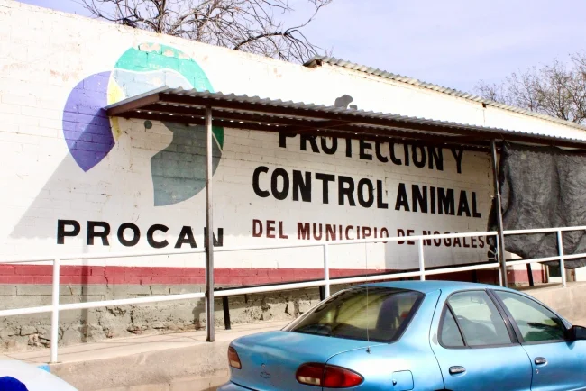 Refuerzan campañas de esterilización y vacunación antirrábica en Nogales