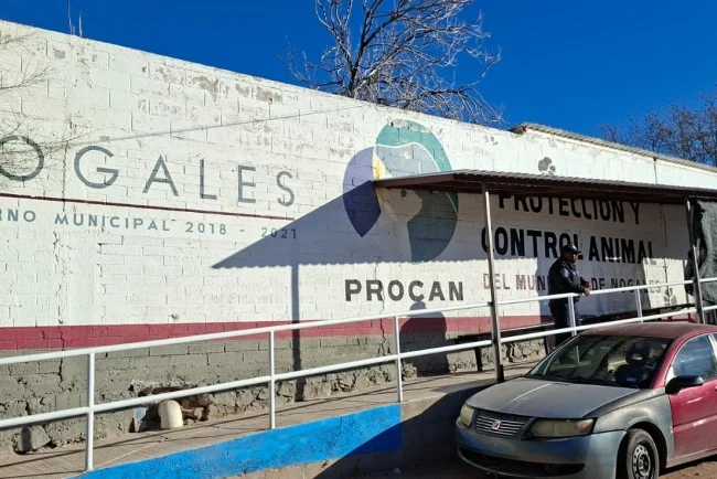 CABA alerta por alza en animales abandonados y pide conciencia ciudadana