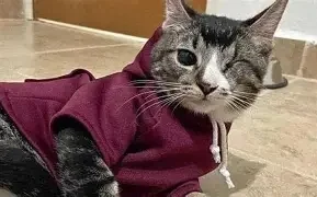 Frío intenso pone en riesgo la salud de perros y gatos en la frontera