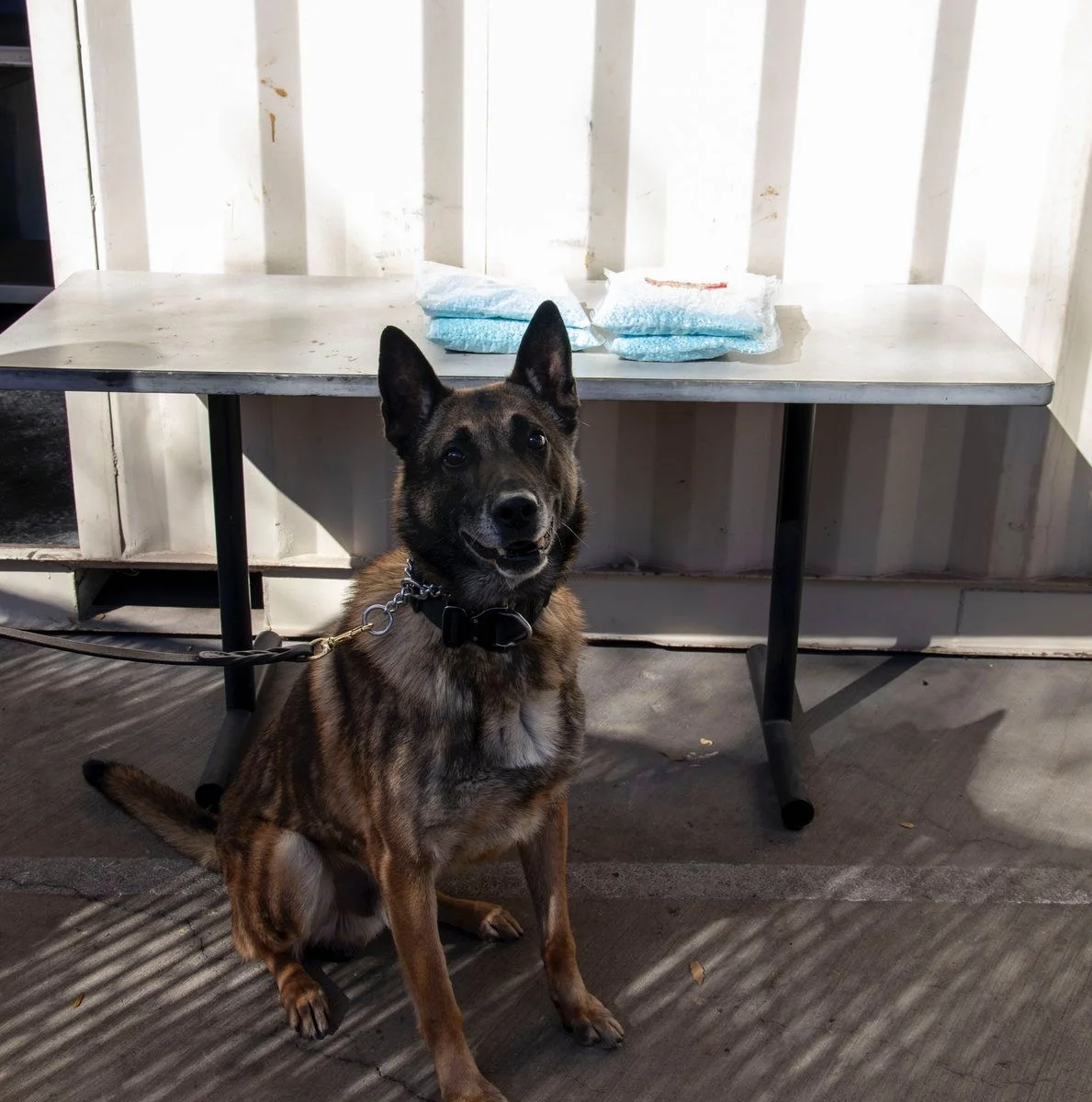 Perro detector frustra millonarios cargamentos de droga en la frontera