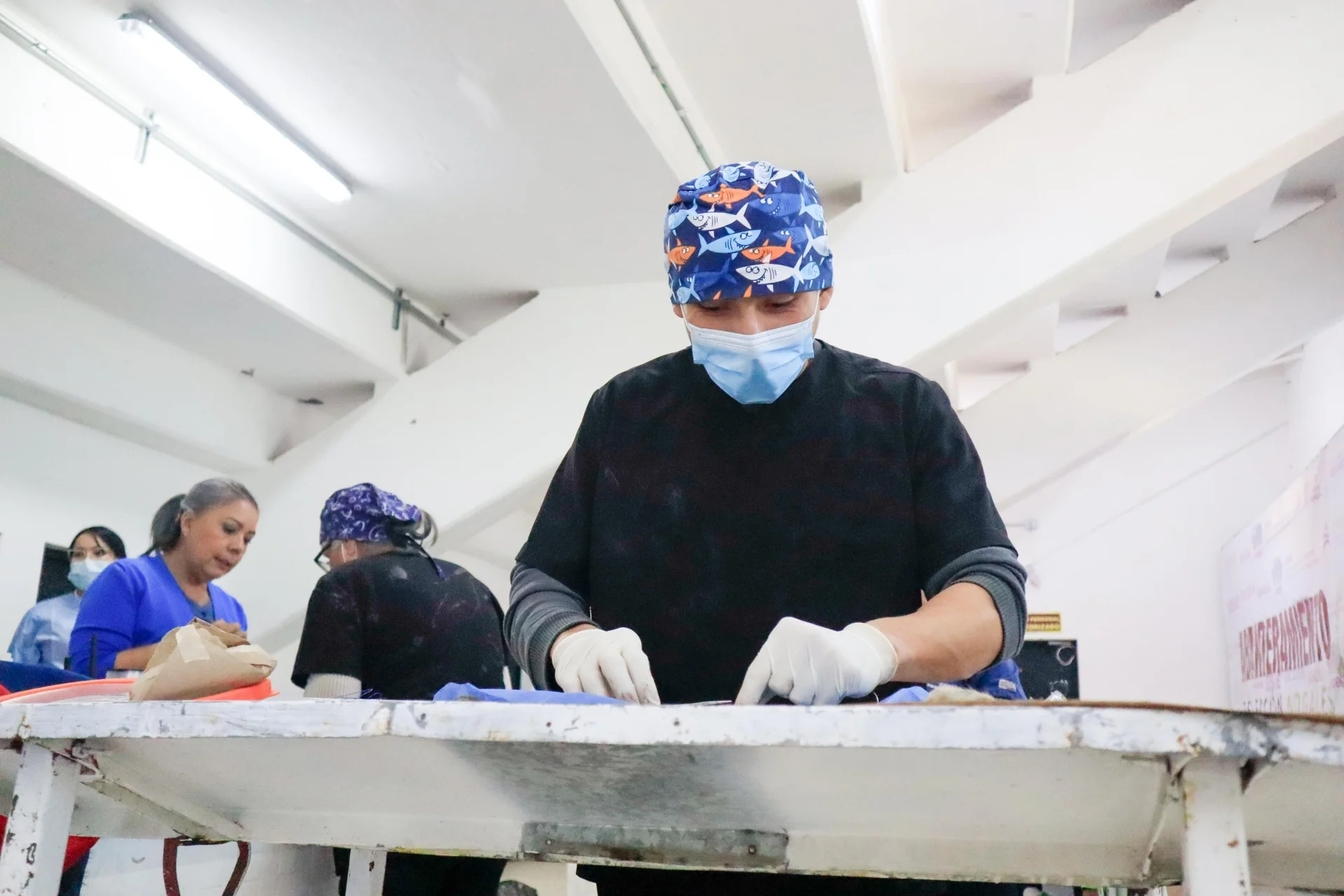 Invitan a esterilización gratuita para perros este domingo en Nogales