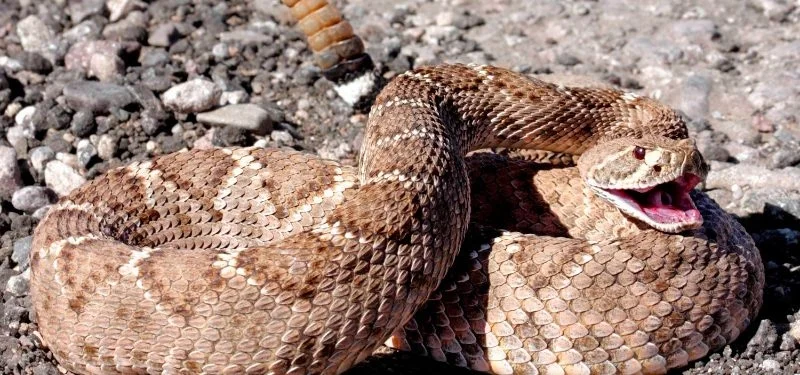 Refuerzan atención médica en zona rural con antídotos y Vida Suero Oral