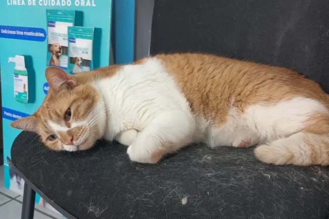 Regalar mascotas en San Valentín fomenta el abandono animal, advierten especialistas