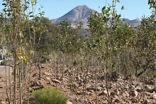 Reforestan áreas comunes de La Mesa como parte de compromiso ambiental con Nogales