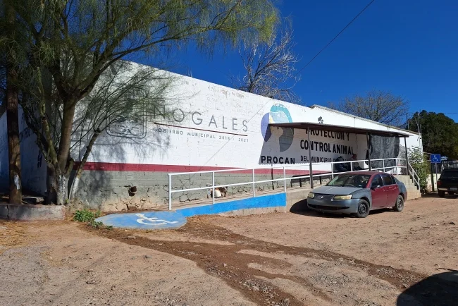 Ataque de perros a estudiante enciende alerta por crisis de mascotas sin resguardo en Nogales