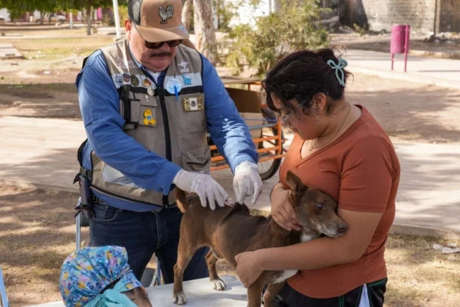 Invitan a jornadas gratuitas de salud y esterilización para mascotas en Sonora