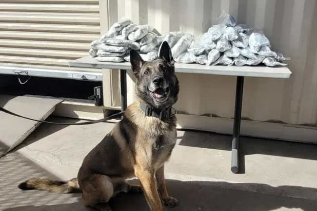 CBP asegura cargamento de metanfetamina tras alerta de perro detector