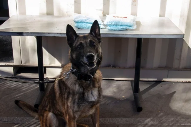 Perro detector frustra millonarios cargamentos de droga en la frontera