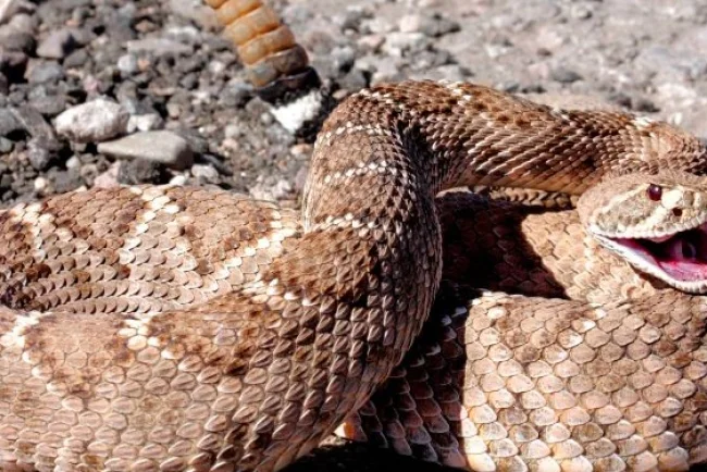 Refuerzan atención médica en zona rural con antídotos y Vida Suero Oral