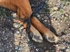Denuncian crueldad animal en Nogales; perro fue arrastrado y hallado sin vida