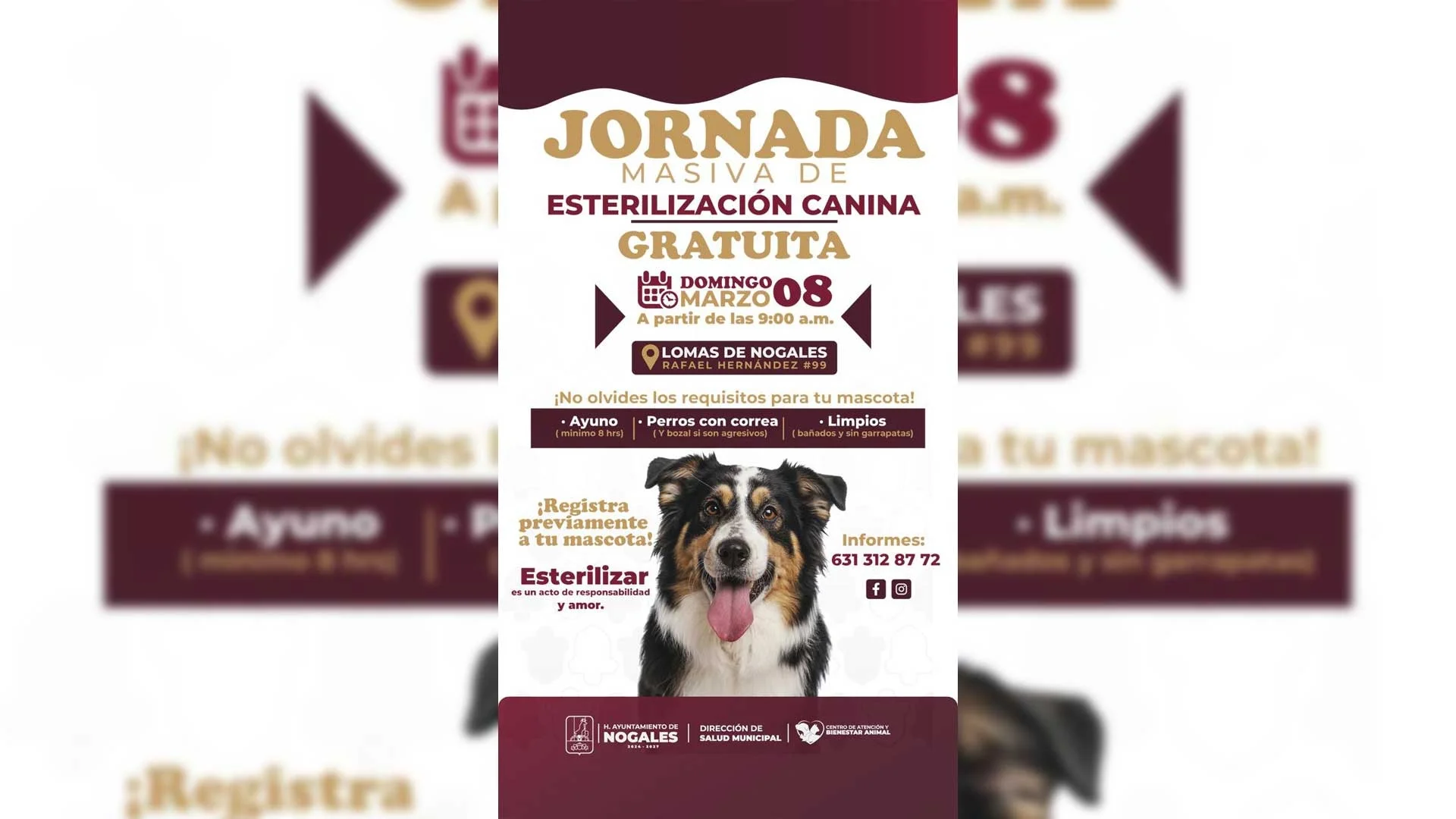 Promueven tenencia responsable con campañas de esterilización canina