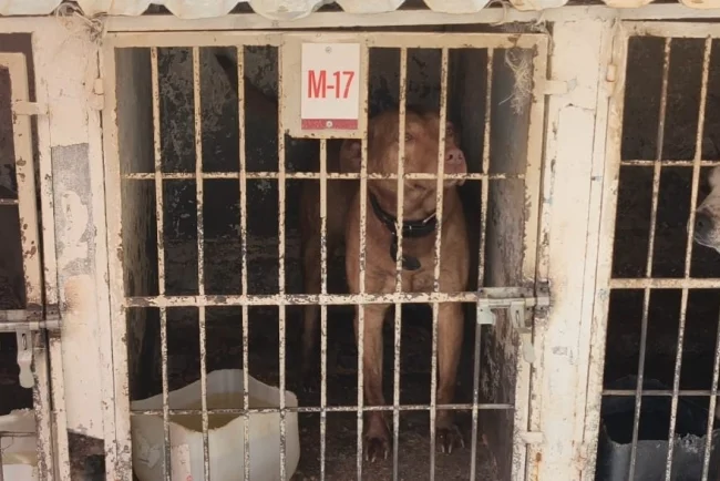 Bajo observación perro que casi mata a su dueña; su futuro dependerá de la propietaria