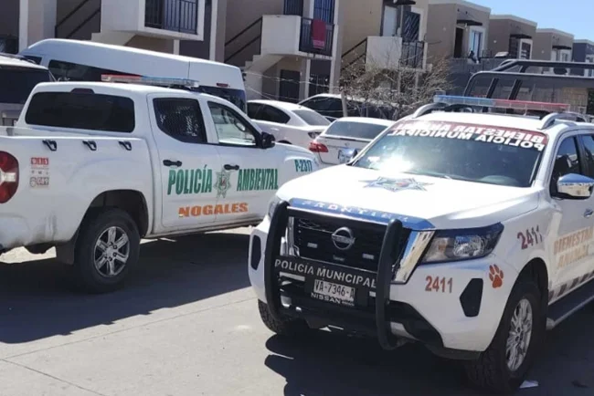 Hallan dos perros sin vida en Nogales; sospechan envenenamiento