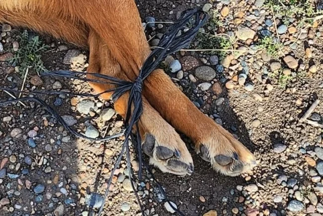 Denuncian crueldad animal en Nogales; perro fue arrastrado y hallado sin vida