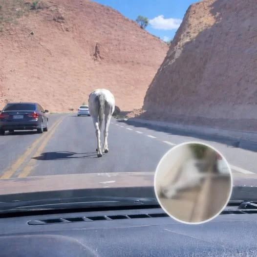 Ganado suelto en Nogales evidencia falta de infraestructura y control