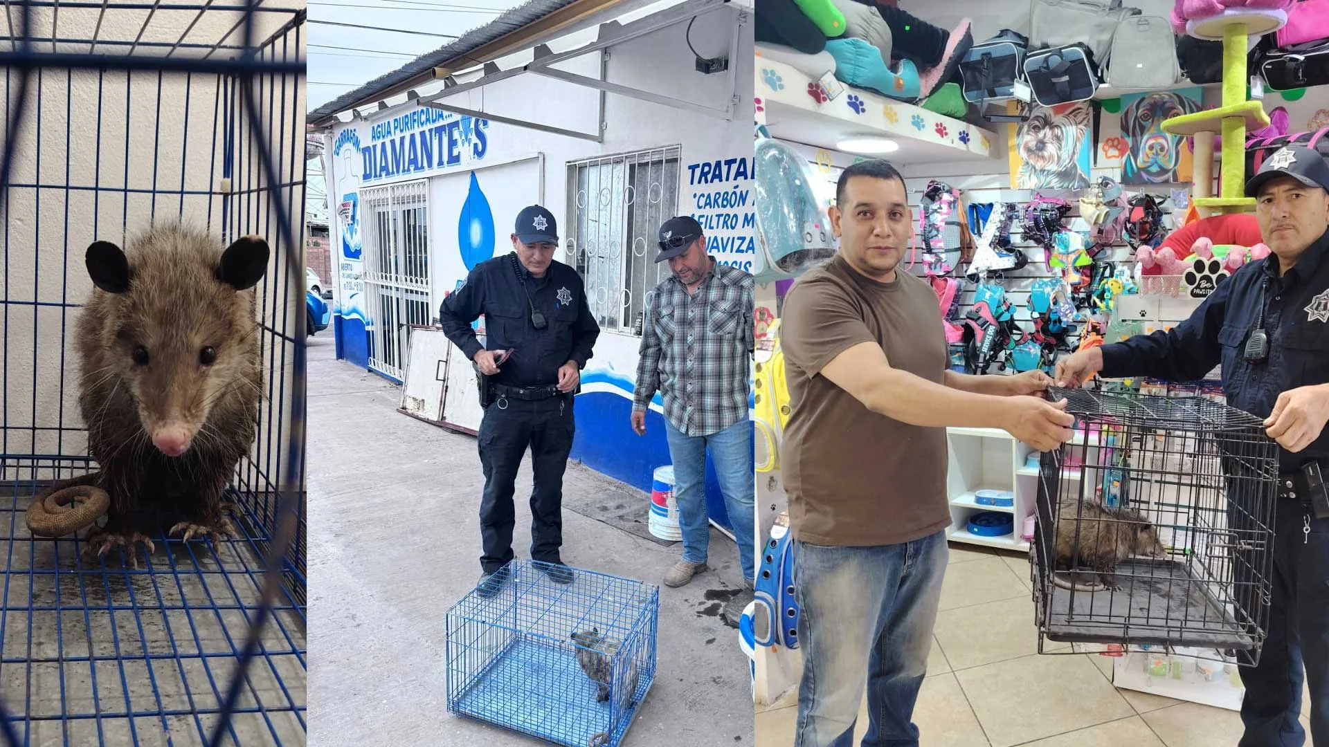 Atienden presencia de fauna silvestre en zona comercial de Nogales