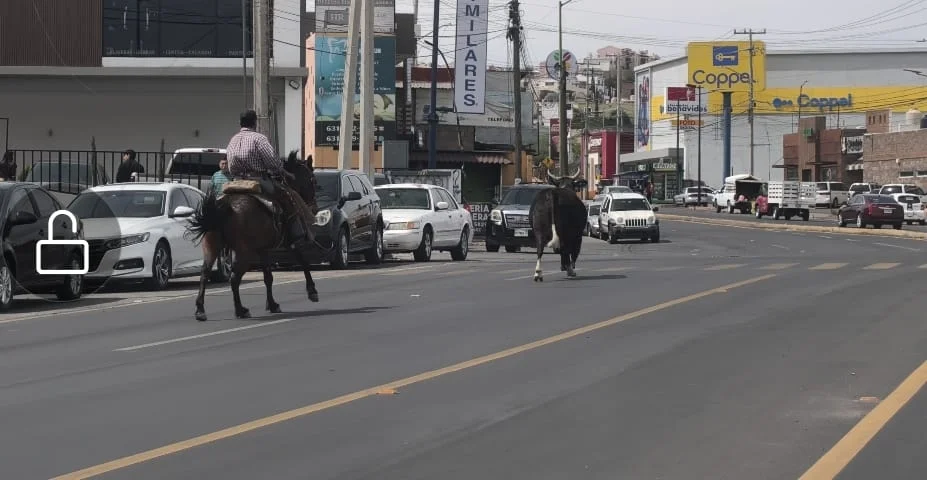 Persecución de toro alarma a vecinos en sector San Carlos