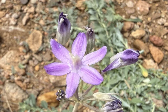 Entre tierra y tradición: la covena, símbolo biocultural de la frontera