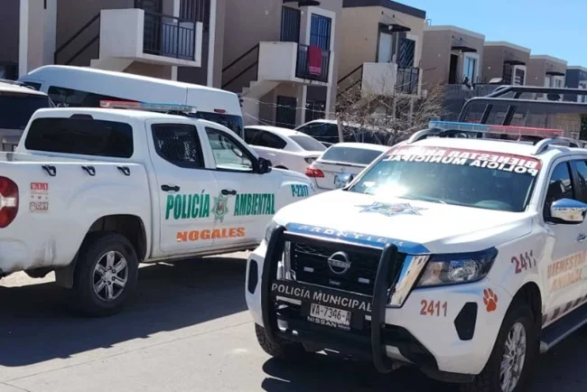 Hallan a perrita muerta por disparo y vivienda alterada en Nogales