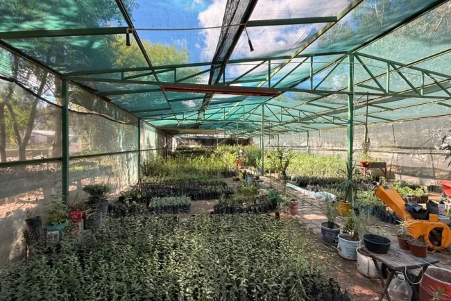 Impulsan reforestación con entrega gratuita de plantas en Nogales