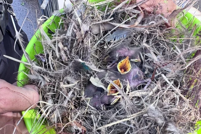 Protegen crías de sinsonte con operativo en Nogales