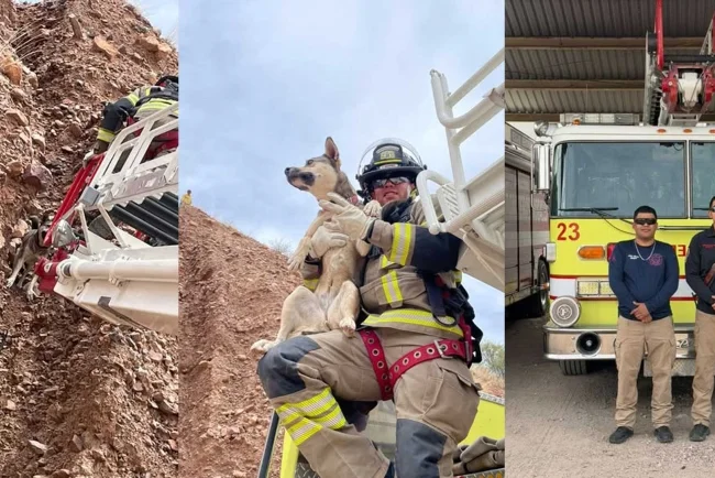 Bomberos salvan a can en riesgo tras quedar atrapado en cerro