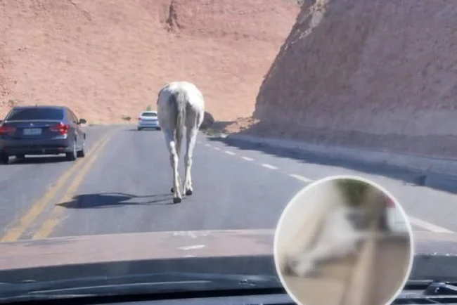 Ganado suelto en Nogales evidencia falta de infraestructura y control