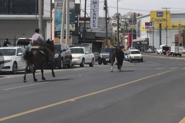 Persecución de toro alarma a vecinos en sector San Carlos